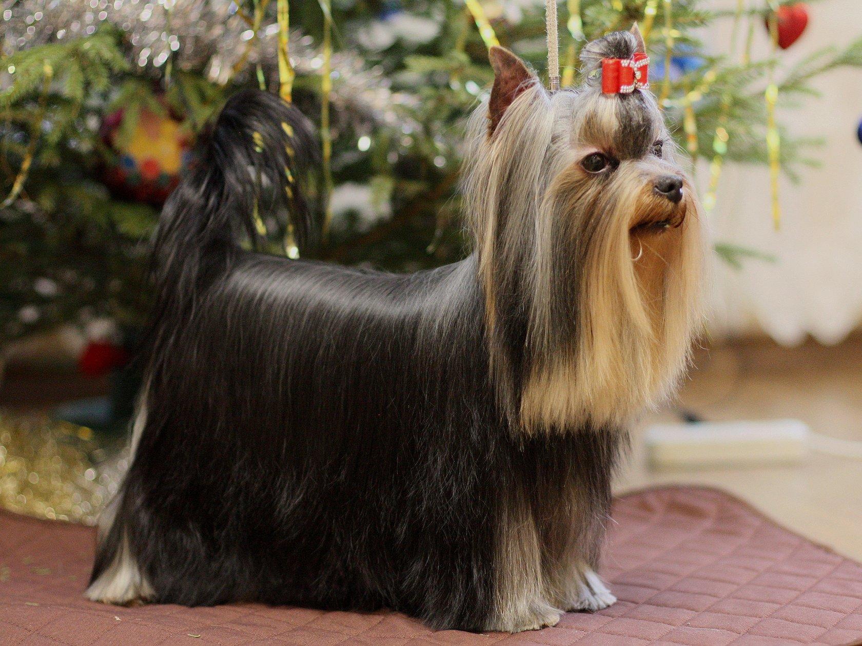 ZVEZDNAYA KAPEL ZVEZDNAYA KAPEL FOREVER BEST &mdash; Labaza DogPedigree YorkshireTerrier