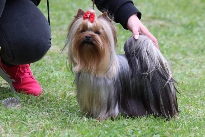 ZVEZDNAYA KAPEL ZVEZDNAYA KAPEL ZIBAVA &mdash; Labaza DogPedigree YorkshireTerrier