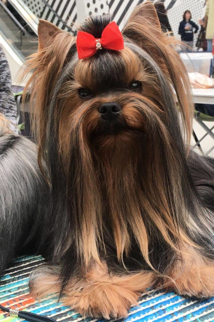 STJUMER'S LIFE IS LIFE &mdash; Labaza DogPedigree YorkshireTerrier