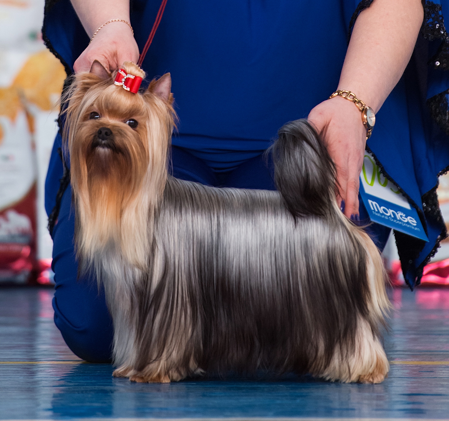 ZVEZDNAYA KAPEL ZVEZDNAYA KAPEL IMPERIYA STRASTI &mdash; Labaza DogPedigree YorkshireTerrier