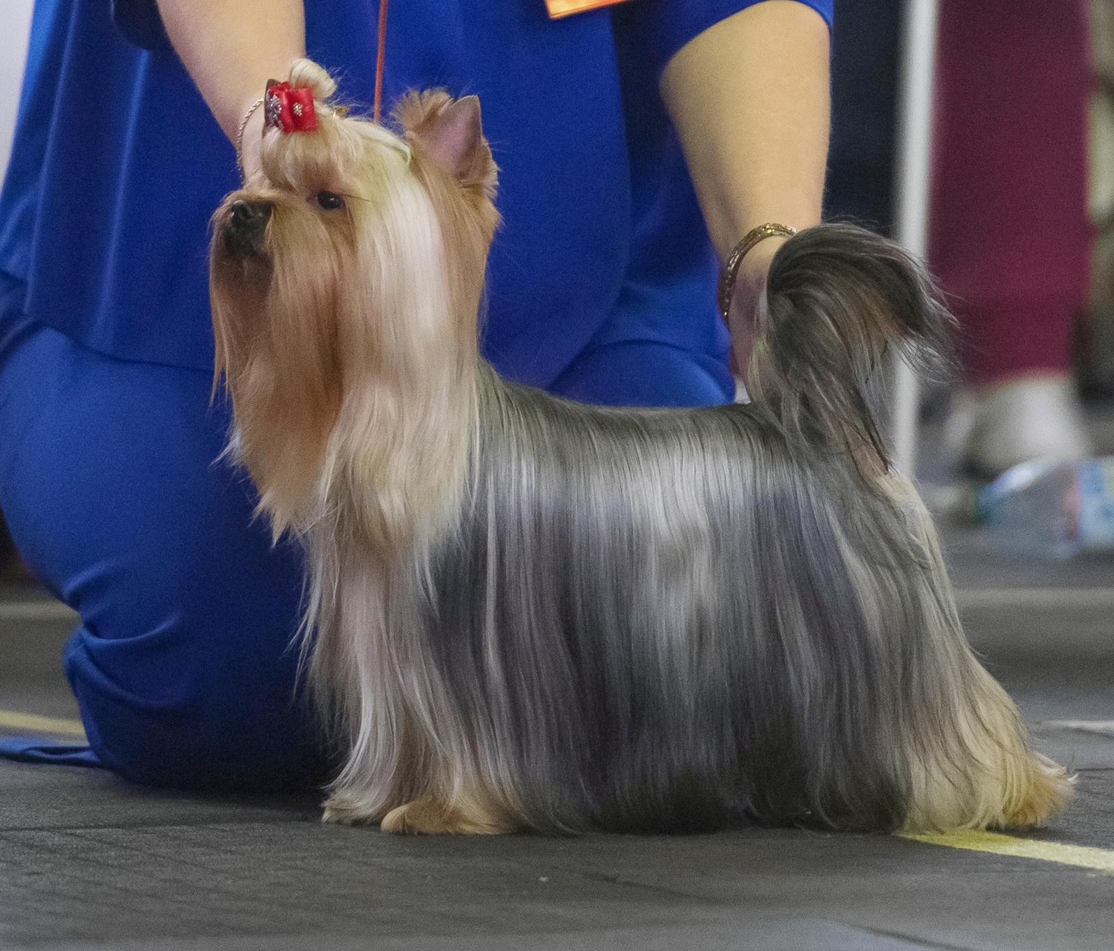TOY SAVOY TOY SAVOY EVER SO CLEVER &mdash; Labaza DogPedigree YorkshireTerrier