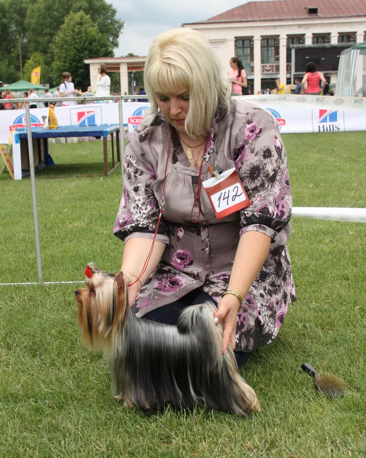 ZVEZDNAYA KAPEL ZVEZDNAYA KAPEL HIMERA &mdash; Labaza DogPedigree YorkshireTerrier