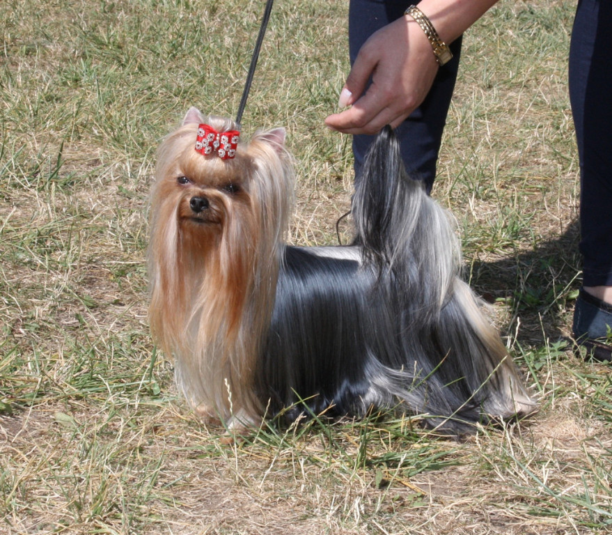 ZVEZDNAYA KAPEL ZVEZDNAYA KAPEL TSENNAYA IZYUMIKA &mdash; Labaza DogPedigree YorkshireTerrier