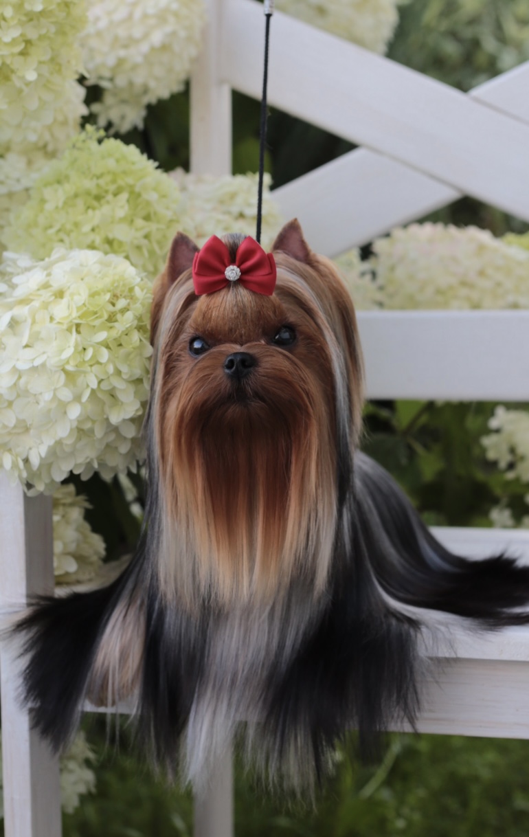 Wellary WELLARY TRADICIYA &mdash; Labaza DogPedigree YorkshireTerrier