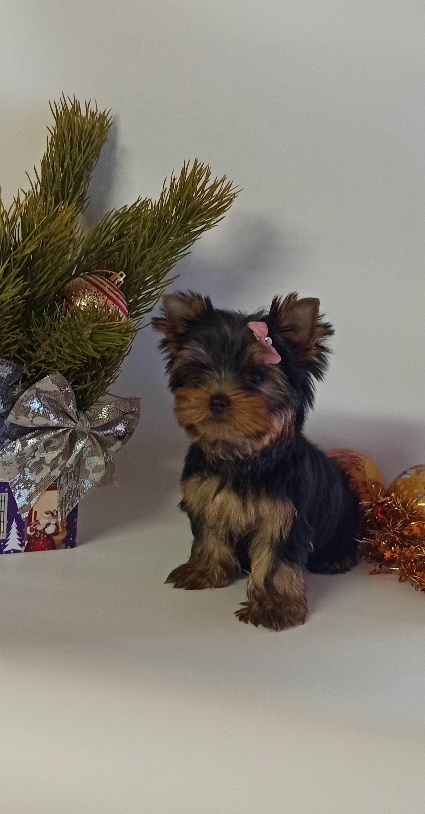As'Torria Life YUMI &mdash; Labaza DogPedigree YorkshireTerrier