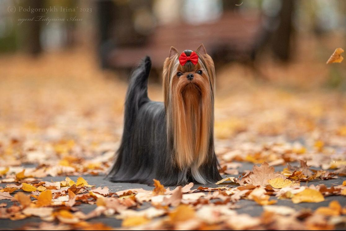  SMILAIN FERRERO &mdash; Labaza DogPedigree YorkshireTerrier