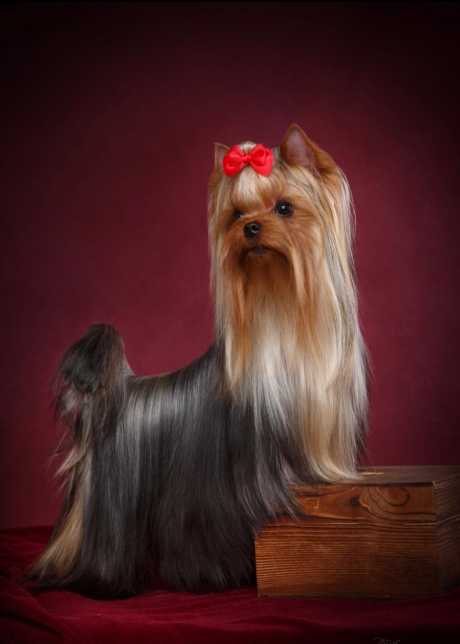  MITTENS SKY VERSION FOR ME &mdash; Labaza DogPedigree YorkshireTerrier