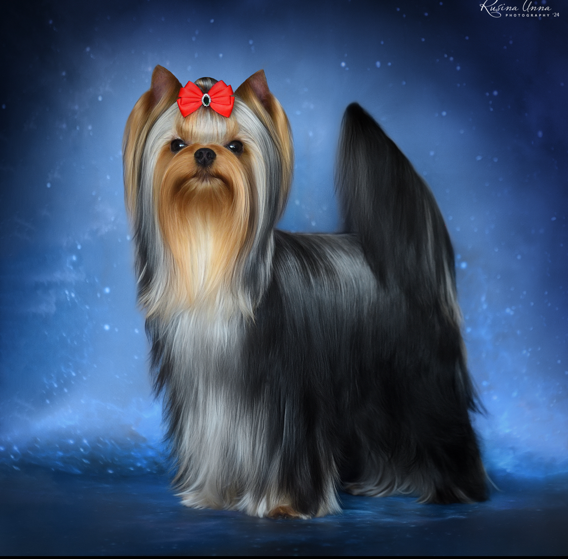 PIOJIA DORO PIOJIA DORO FIND YOUR SPECIAL WAY &mdash; Labaza DogPedigree YorkshireTerrier
