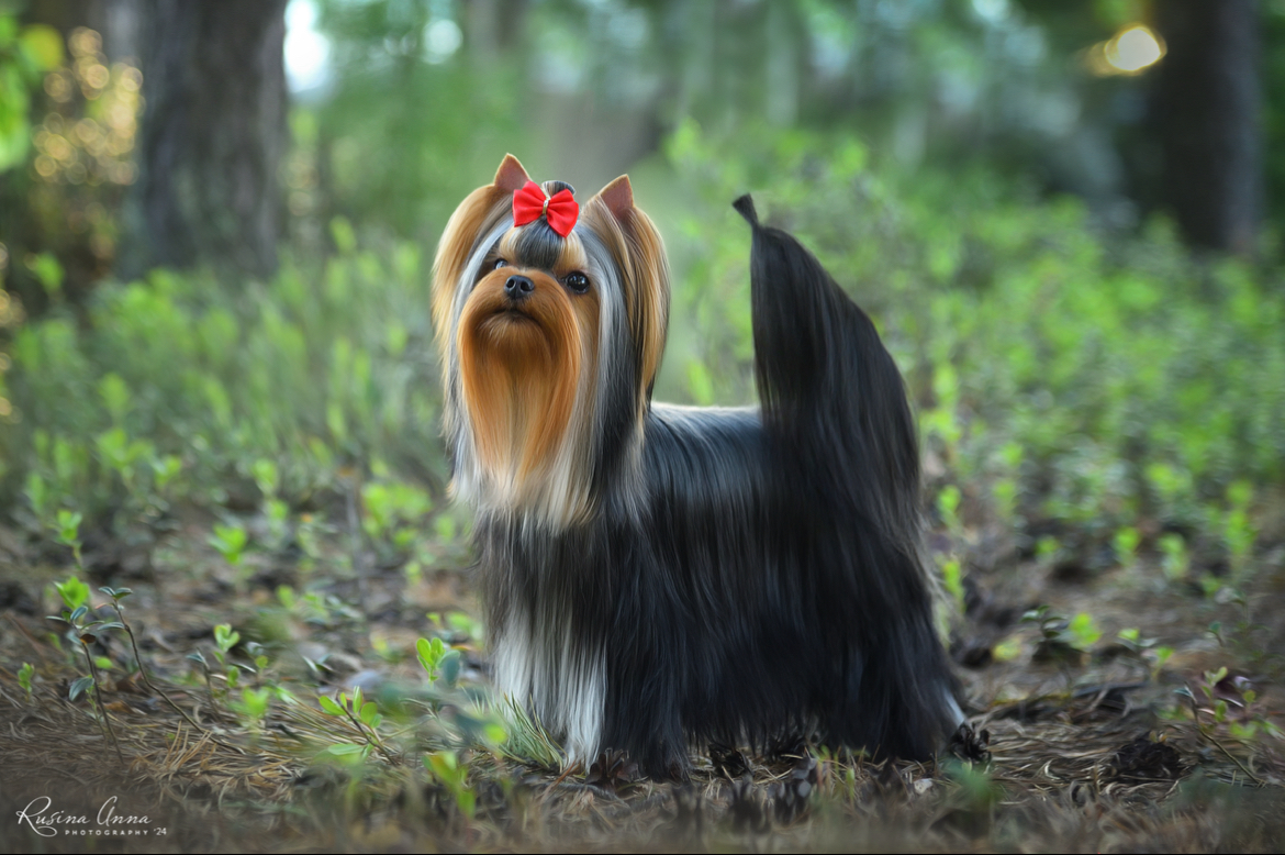 PIOJIA DORO PIOJIA DORO FAVORITE PRINCESS LEIA &mdash; Labaza DogPedigree YorkshireTerrier