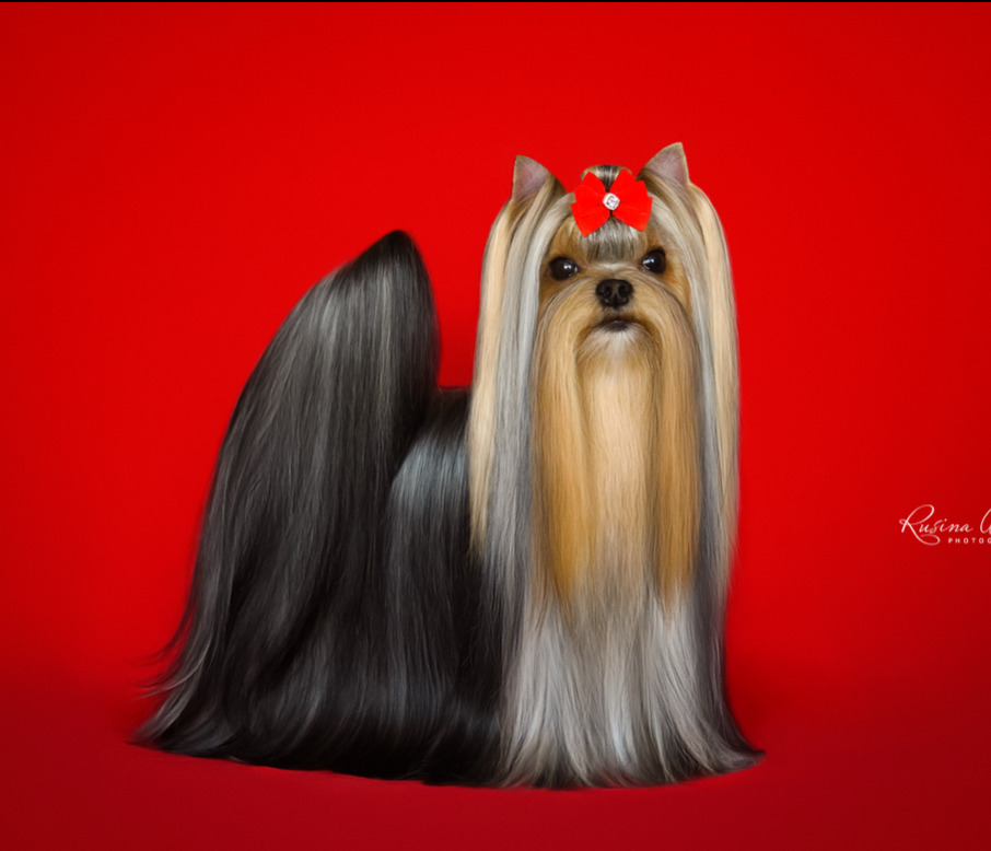 PIOJIA DORO PIOJIA DORO QUEEN OF MY HEART &mdash; Labaza DogPedigree YorkshireTerrier