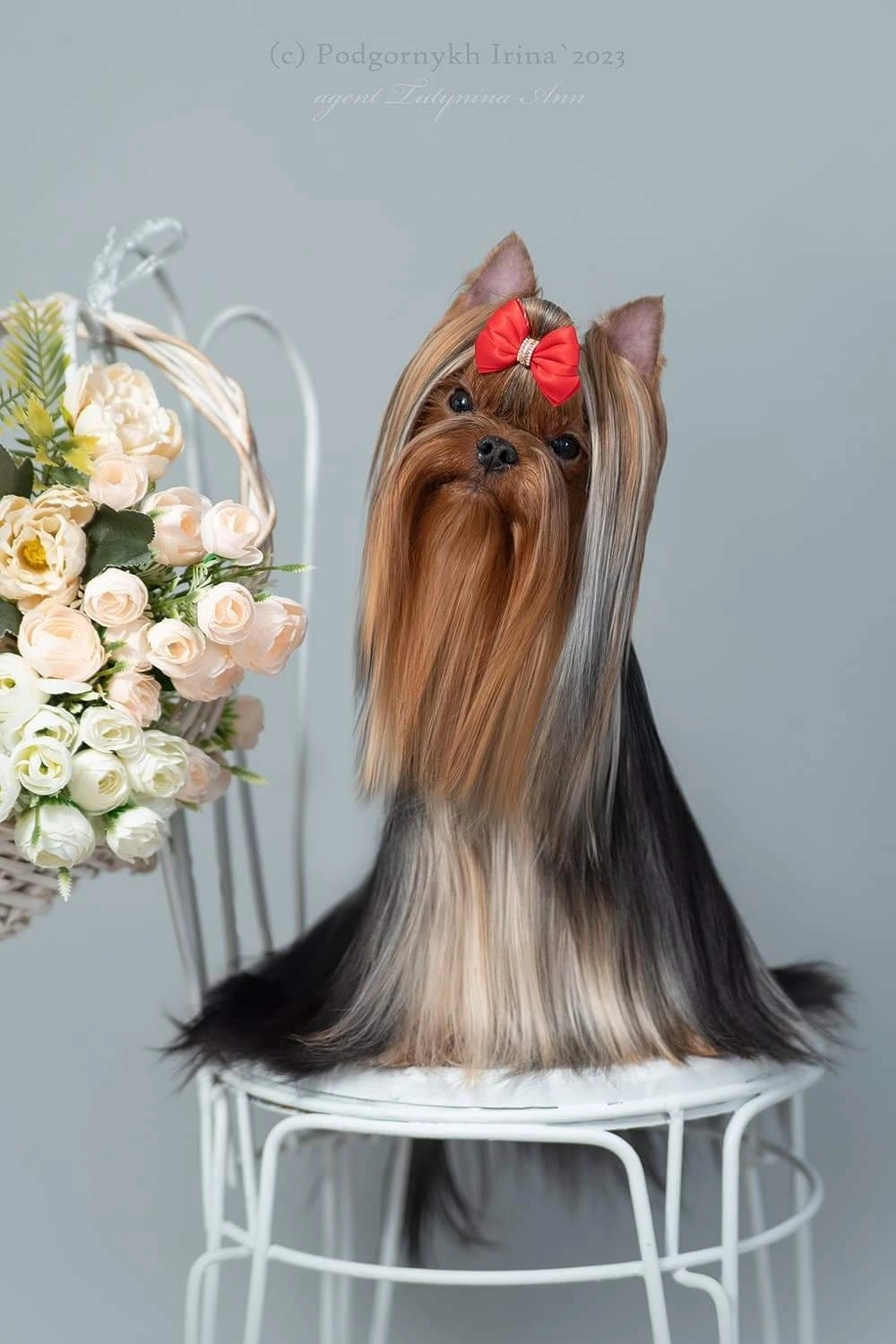  FAVOURITE WINNERS SENSACIYA &mdash; Labaza DogPedigree YorkshireTerrier