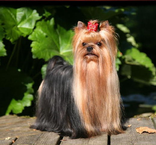  ROYAL AICNG OF PADAWI'S &mdash; Labaza DogPedigree YorkshireTerrier