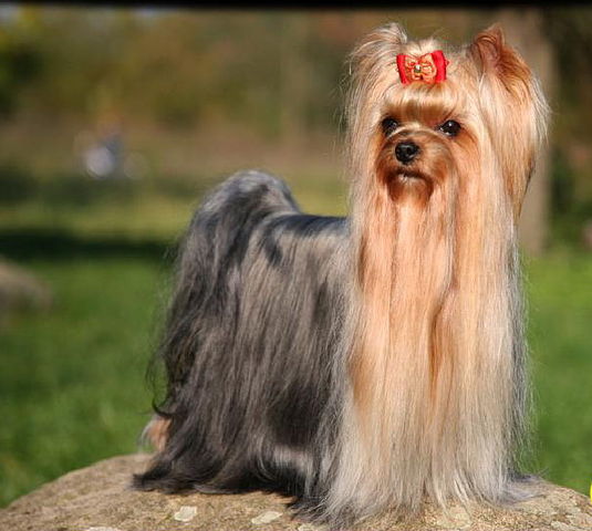 EMBASSY OF PADAWI'S &mdash; Labaza DogPedigree YorkshireTerrier