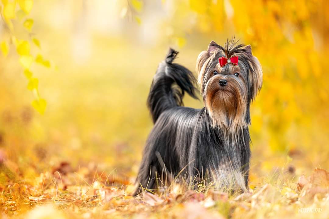 FASHION PARTY FASHION PARTY KALIFONIYA &mdash; Labaza DogPedigree YorkshireTerrier