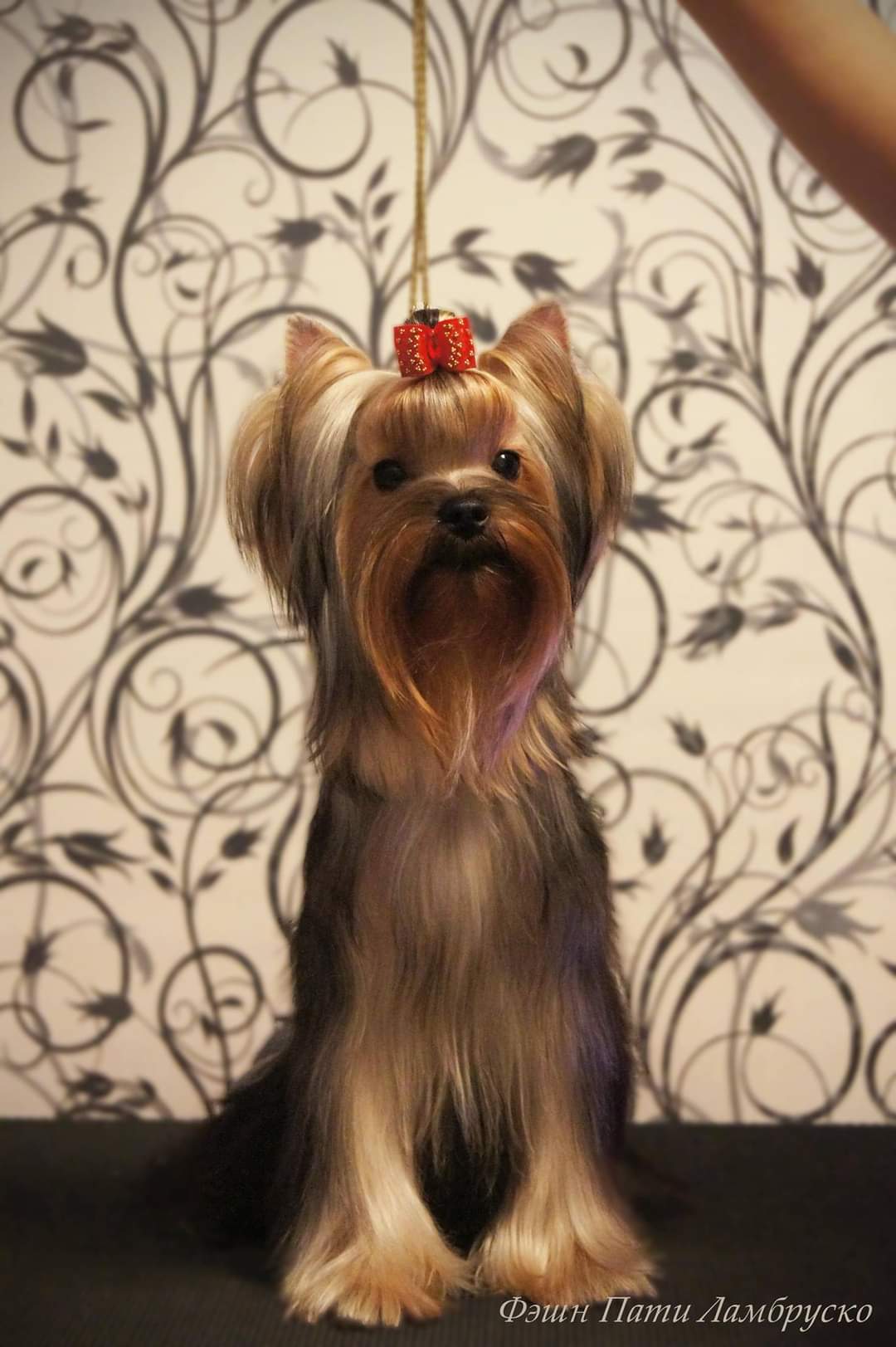 FASHION PARTY FASHION PARTY LAMBRUSKO &mdash; Labaza DogPedigree YorkshireTerrier