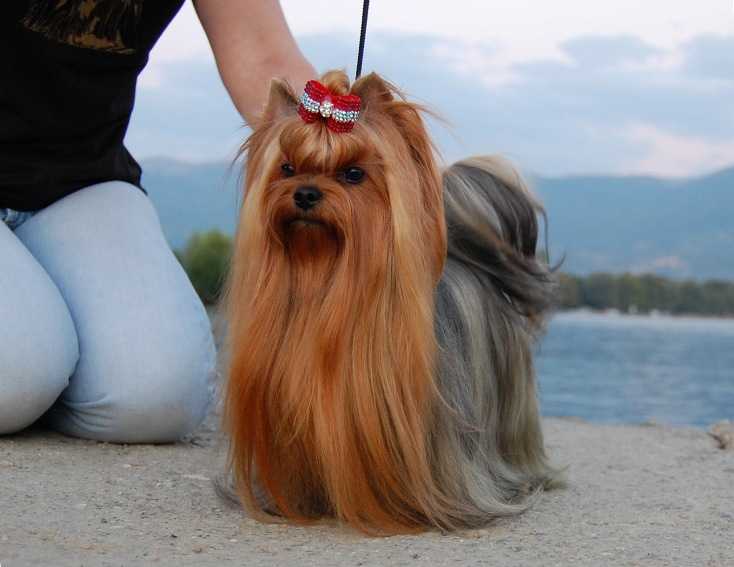  LA TOYA STRIBRNE PRANI &mdash; Labaza DogPedigree YorkshireTerrier
