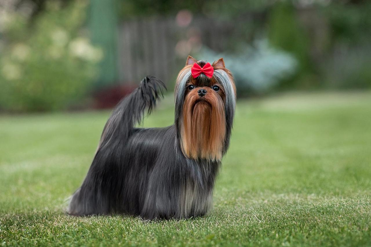 FAVOURITE WINNERS NEKTARIN &mdash; Labaza DogPedigree YorkshireTerrier