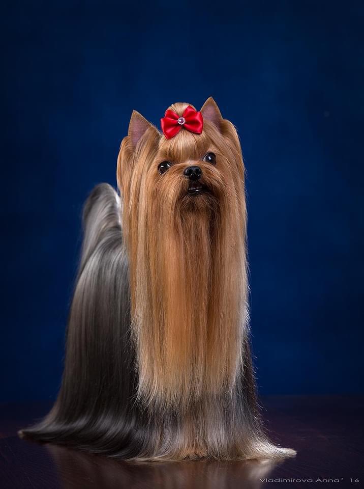 RUS MIRIAN STYLE FLEUR A FLEUR &mdash; Labaza DogPedigree YorkshireTerrier