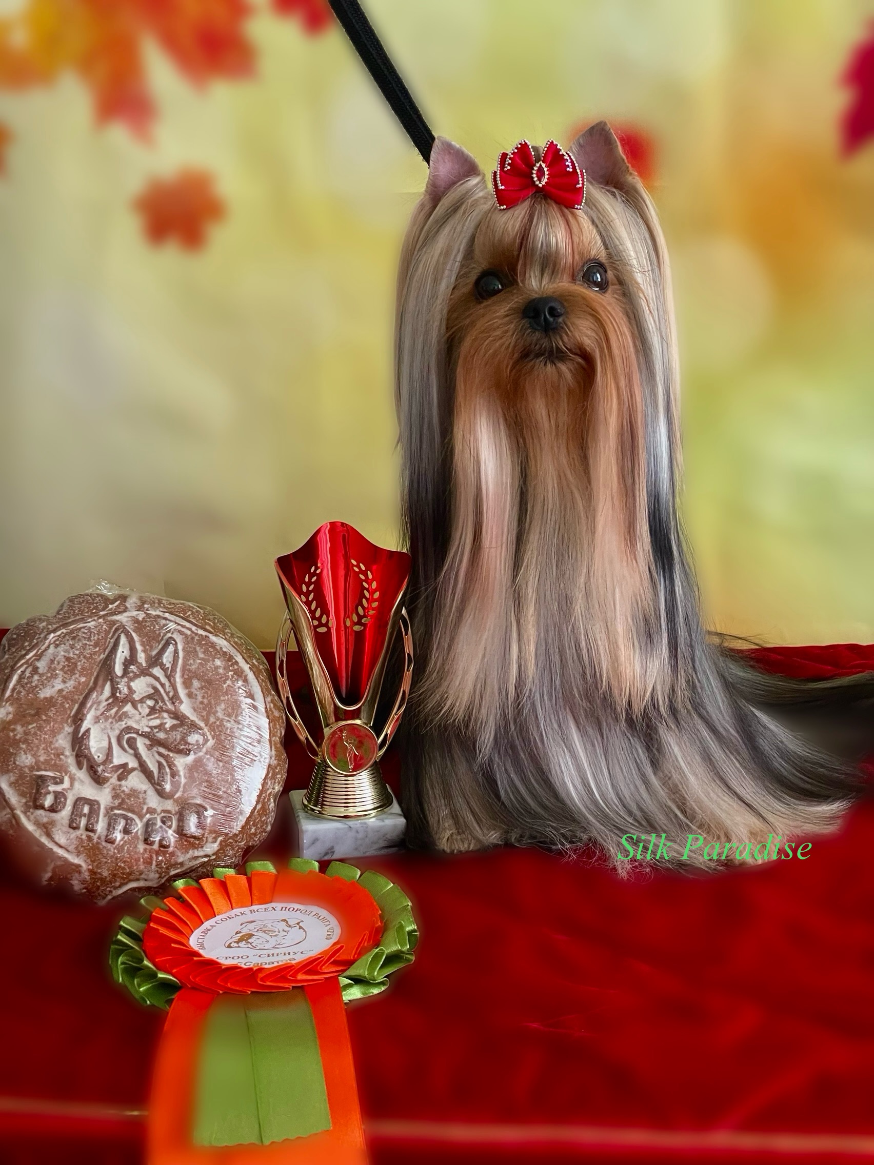  SILK PARADISE SIMONA &mdash; Labaza DogPedigree YorkshireTerrier