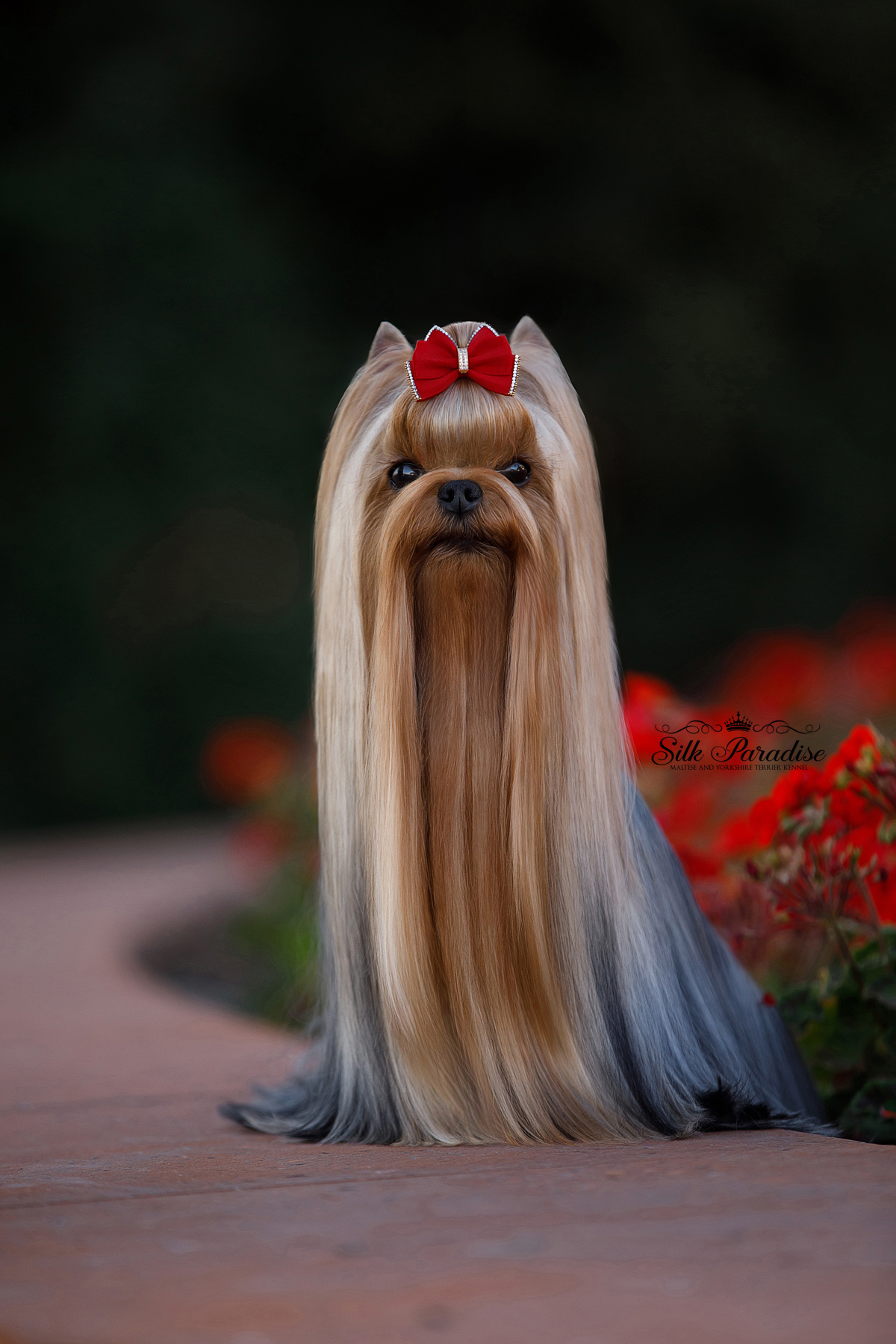 Silk Paradise SILK PARADISE NANCY &mdash; Labaza DogPedigree YorkshireTerrier
