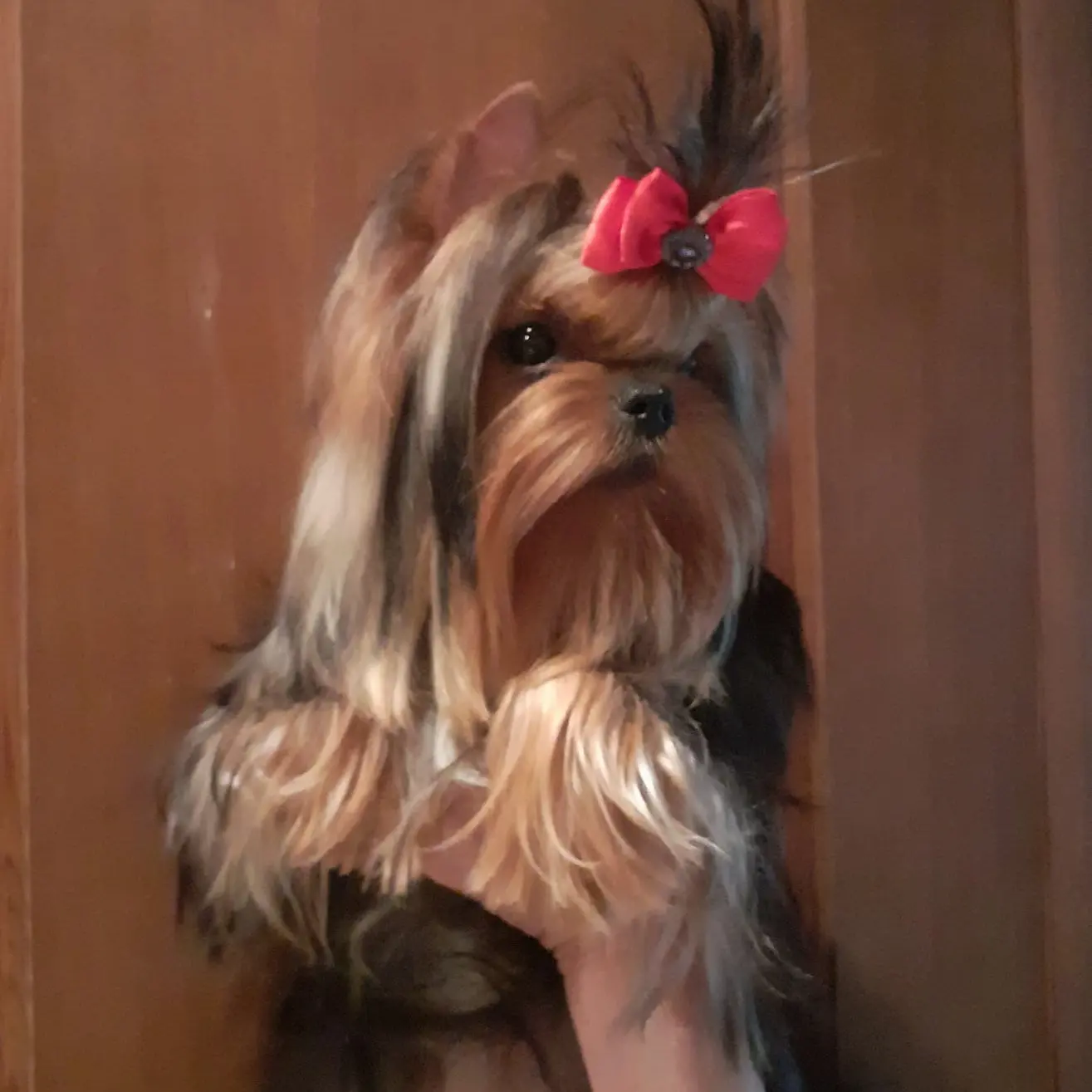Zvezda Albiona ZVEZDA ALBIONA SECRET DE L'AMOUR &mdash; Labaza DogPedigree YorkshireTerrier