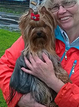 Lesanzh LESANZH FREZ DE PLEZIR FIONA &mdash; Labaza DogPedigree YorkshireTerrier