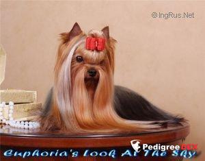  EUPHORIA'S LOOK AT THE SKY &mdash; Labaza DogPedigree YorkshireTerrier