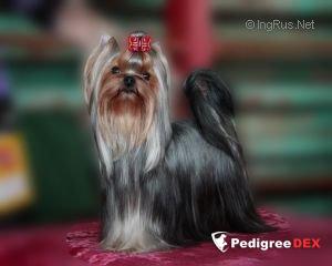  EUPHORIA'S SENSATION &mdash; Labaza DogPedigree YorkshireTerrier