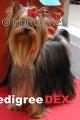  VAVAWOOM DE JERAULIANE &mdash; Labaza DogPedigree YorkshireTerrier