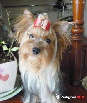 QU-EST CE QUE BOHEMIA PLATINA &mdash; Labaza DogPedigree YorkshireTerrier
