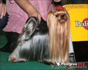  CHAMPION LAFIT BOHEMIA PLATINA &mdash; Labaza DogPedigree YorkshireTerrier