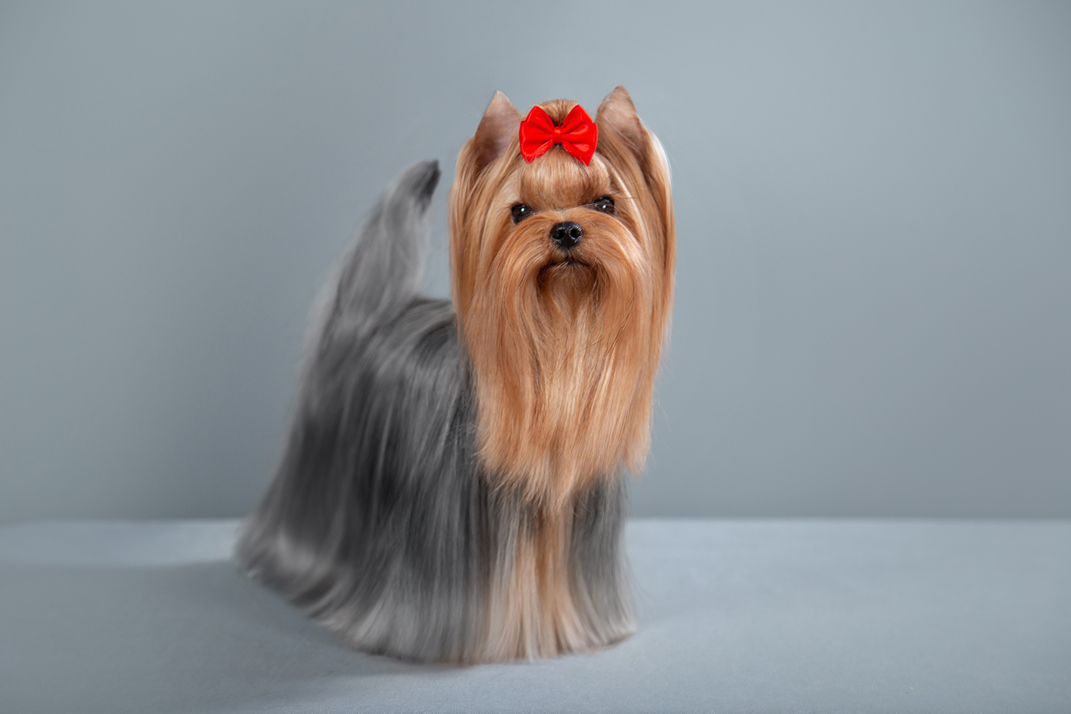 DELEGIT FATI HEPPY STAR &mdash; Labaza DogPedigree YorkshireTerrier