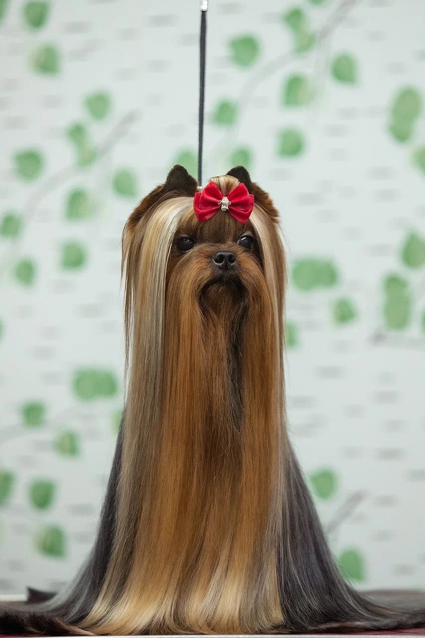  SEVERNAYA ORHIDEYA JAGUAR KEEP IN THE WILD &mdash; Labaza DogPedigree YorkshireTerrier