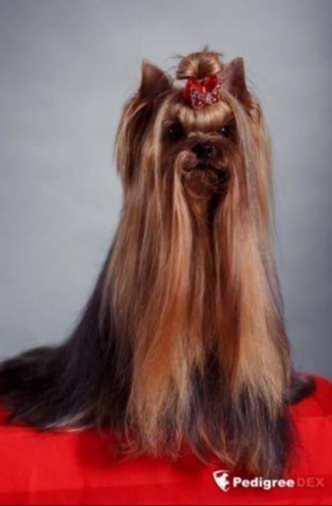 SEVERNAYA ORHIDEYA CHIKITA ROSA &mdash; Labaza DogPedigree YorkshireTerrier