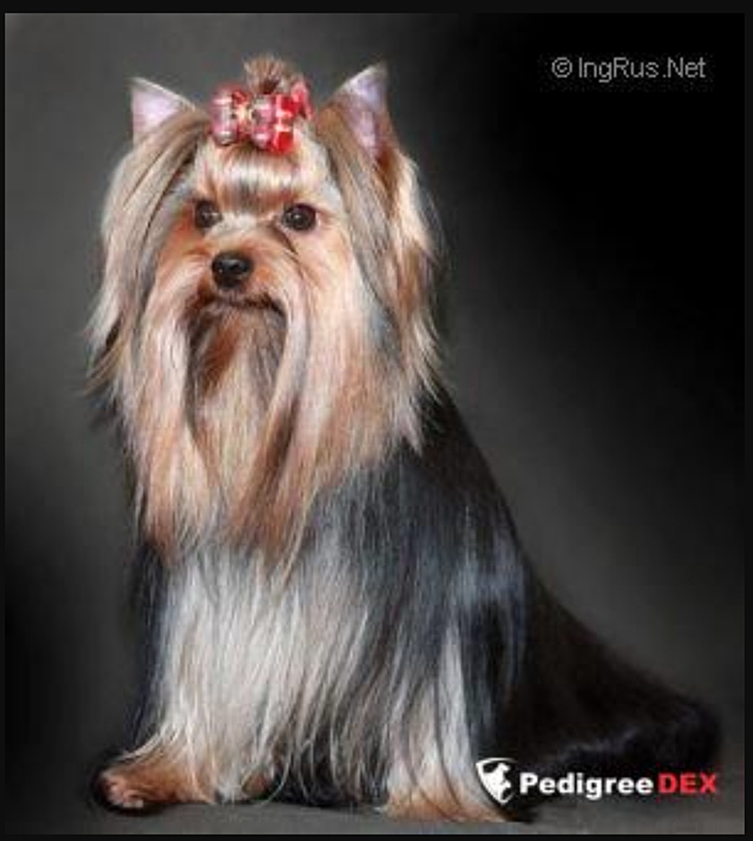 SEVERNAYA ORHIDEYA BARBARISKA &mdash; Labaza DogPedigree YorkshireTerrier