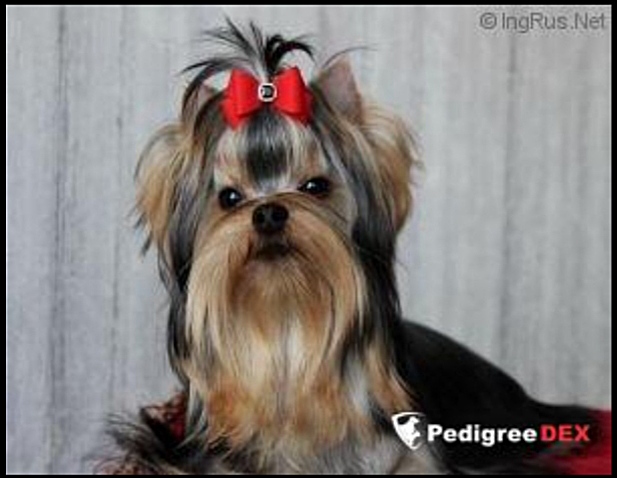  POINT FORCE SOLAR CITY &mdash; Labaza DogPedigree YorkshireTerrier