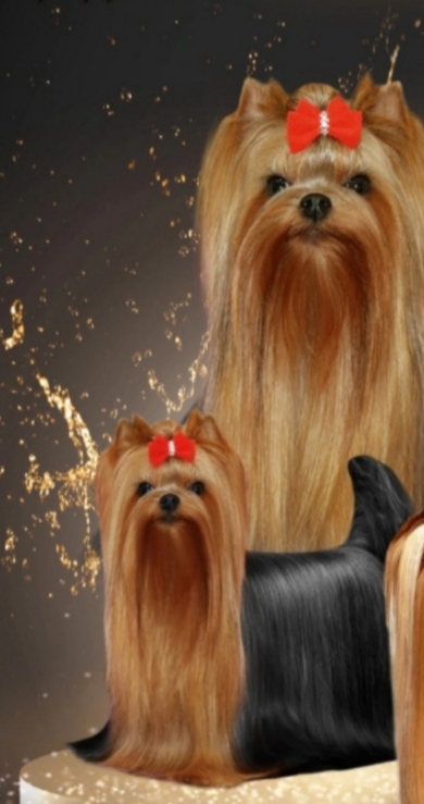  YUNIKA ASSAY FRISKI &mdash; Labaza DogPedigree YorkshireTerrier