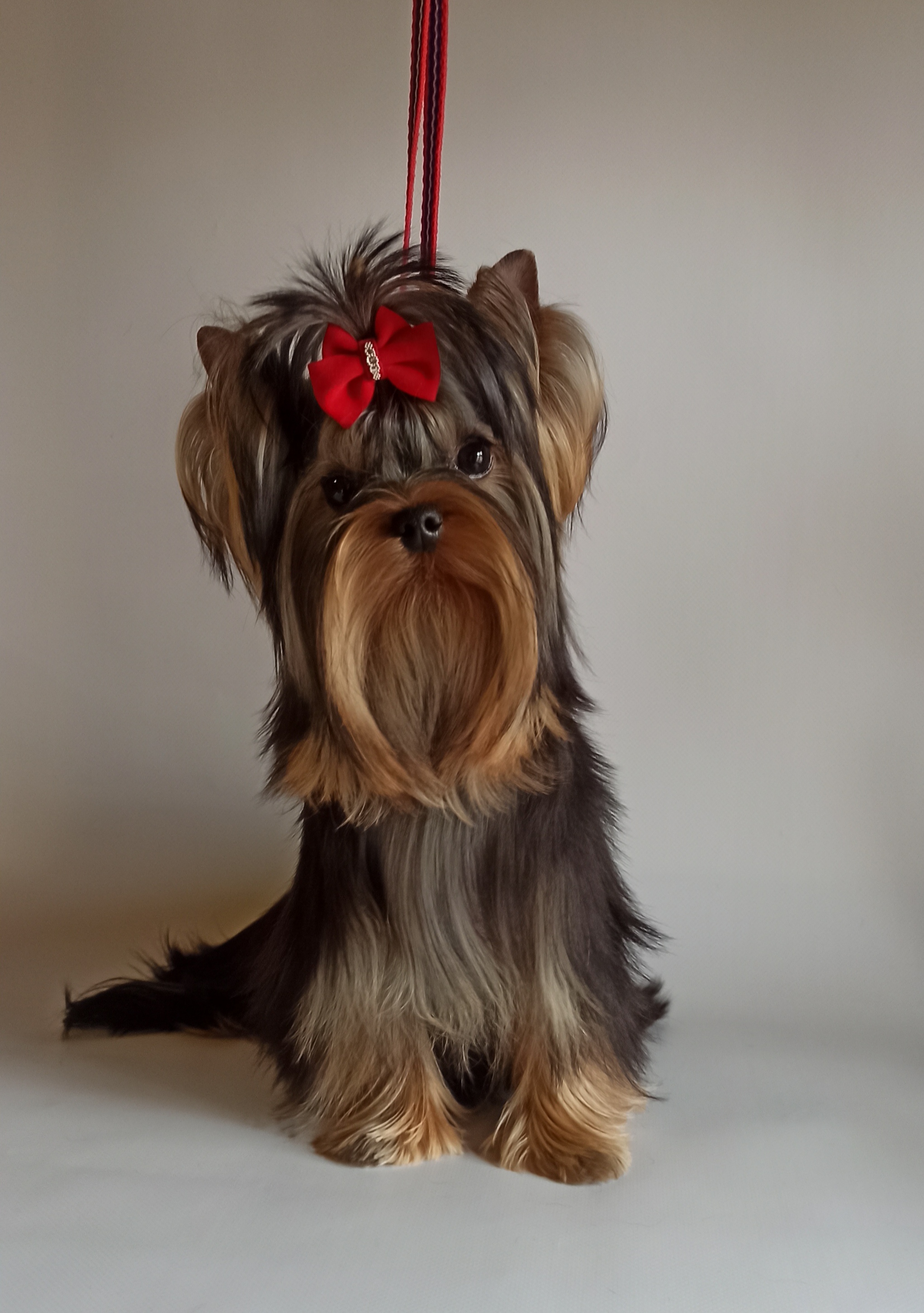 As'Torria Life CHANEL LILY-ROSE &mdash; Labaza DogPedigree YorkshireTerrier