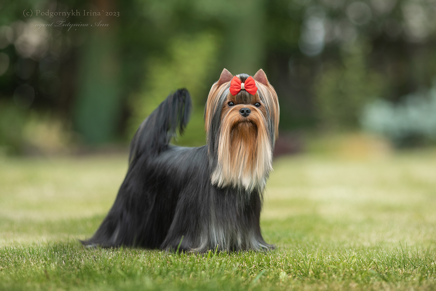  ASTORIA LAV STORI &mdash; Labaza DogPedigree YorkshireTerrier