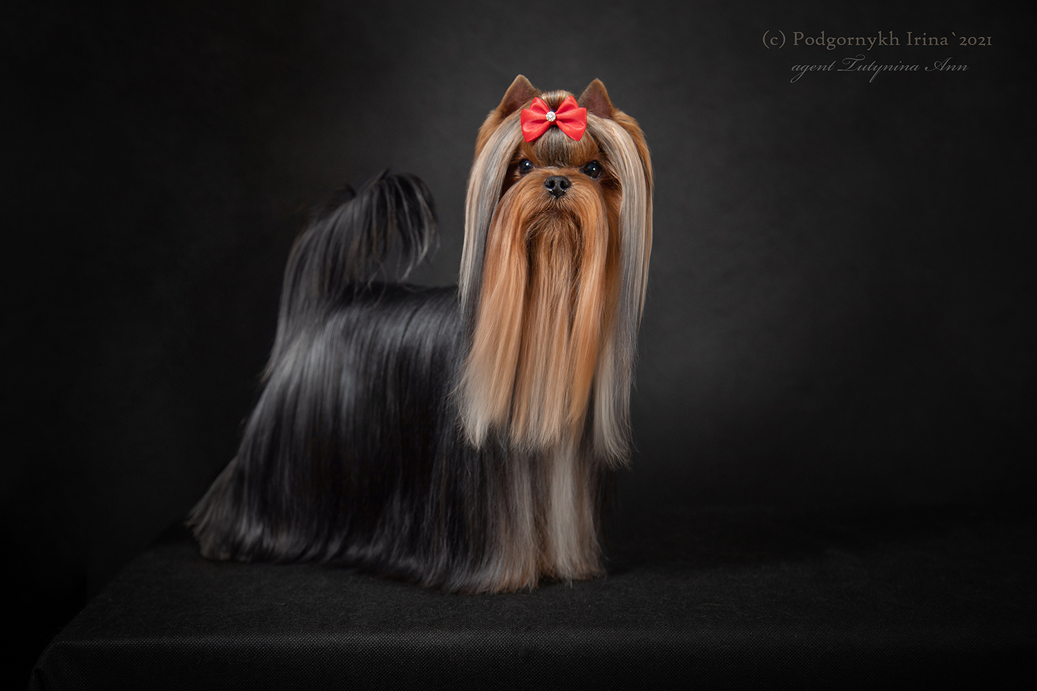Dar Prise DAR PRISE PERFORMANCE &mdash; Labaza DogPedigree YorkshireTerrier