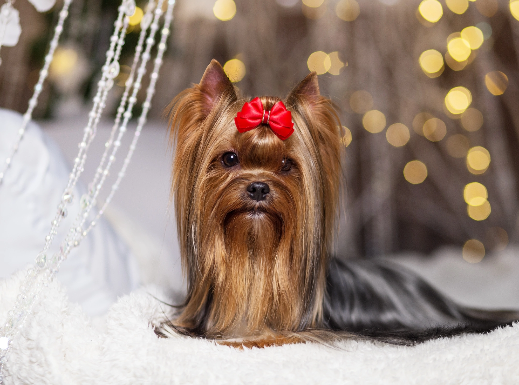 Temptation Mooon TEMPTATION MOON HOBBA BUBBA &mdash; Labaza DogPedigree YorkshireTerrier
