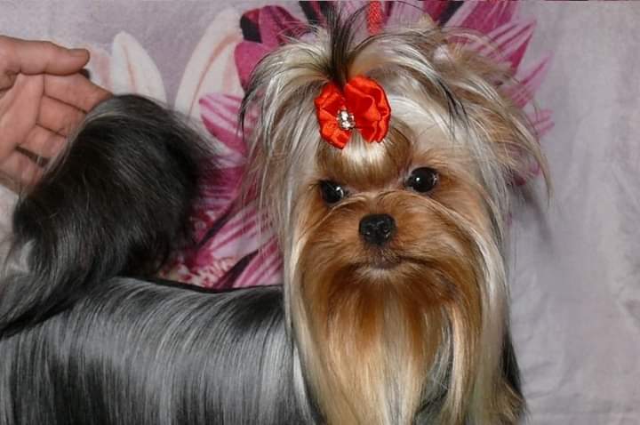 Zvezda Albiona ZVEZDA ALBIONA GLORIYA &mdash; Labaza DogPedigree YorkshireTerrier