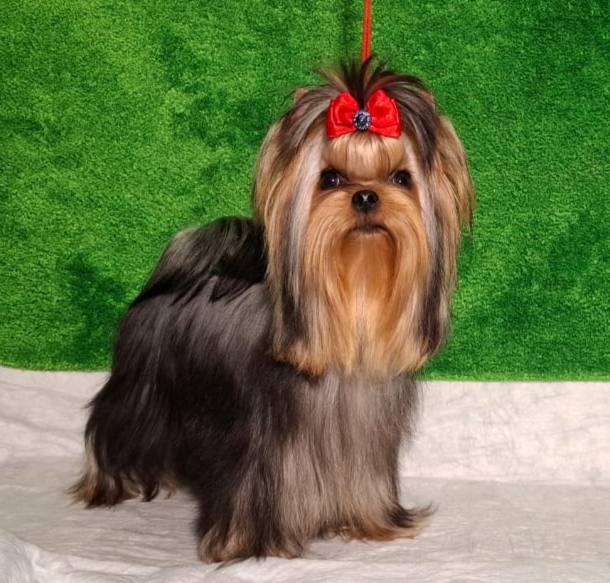 Zvezda Albiona ZVEZDA ALBIONA CHANTI &mdash; Labaza DogPedigree YorkshireTerrier