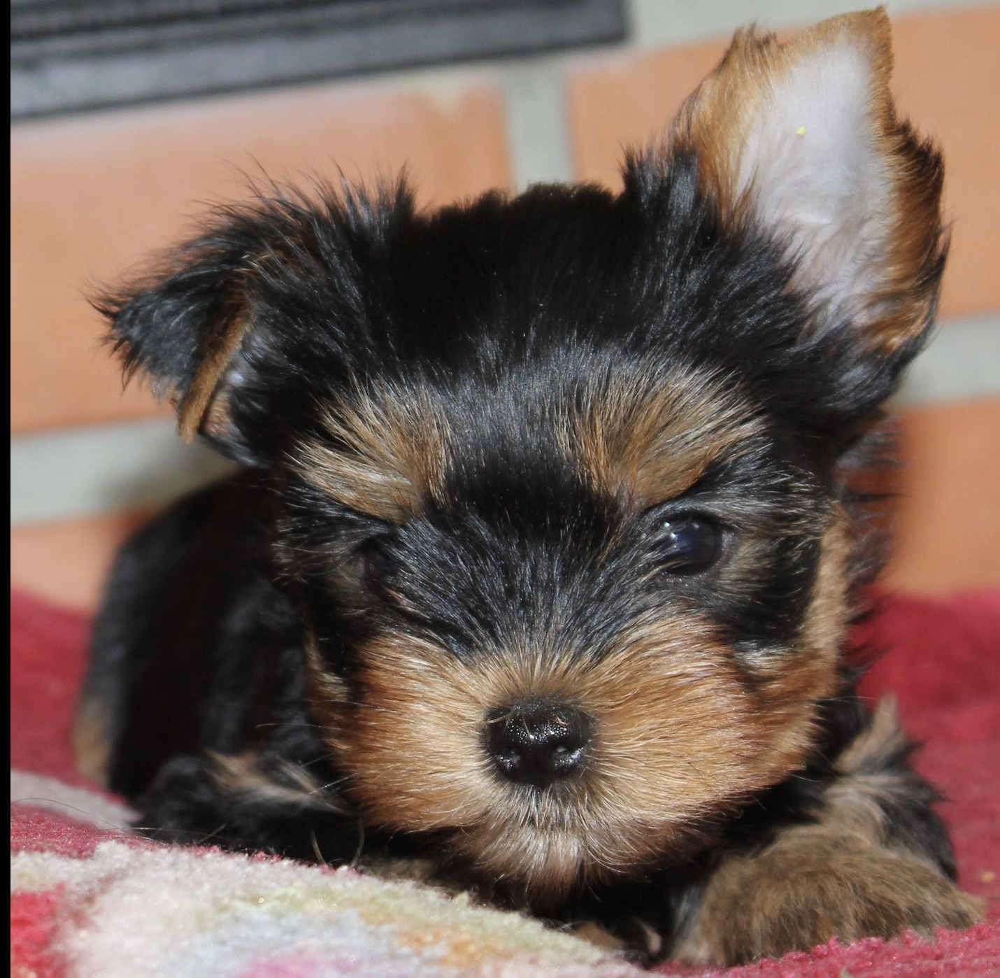 Silver flame SILVER FLAME MYSTERIOUS TIME &mdash; Labaza DogPedigree YorkshireTerrier