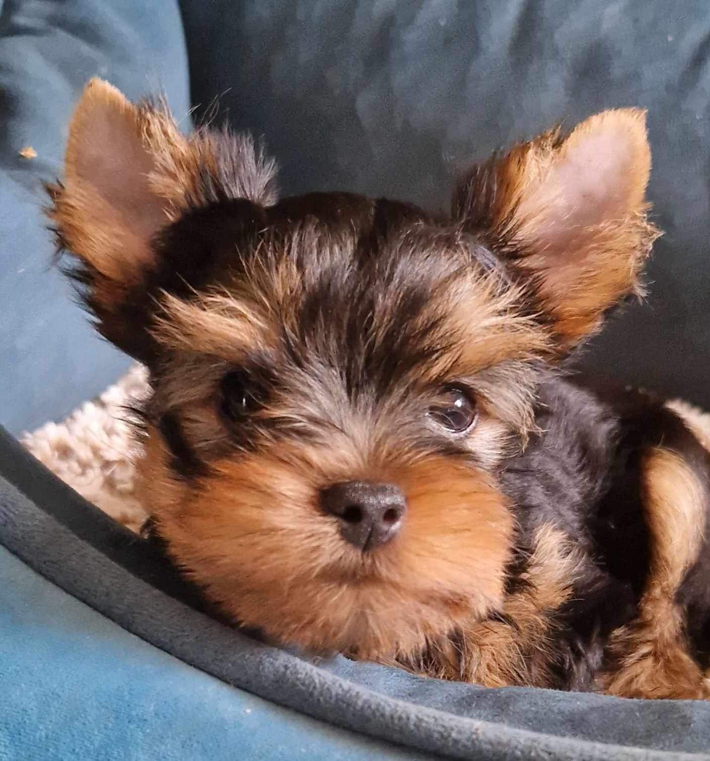 Silver flame SILVER FLAME MORNING MIST &mdash; Labaza DogPedigree YorkshireTerrier