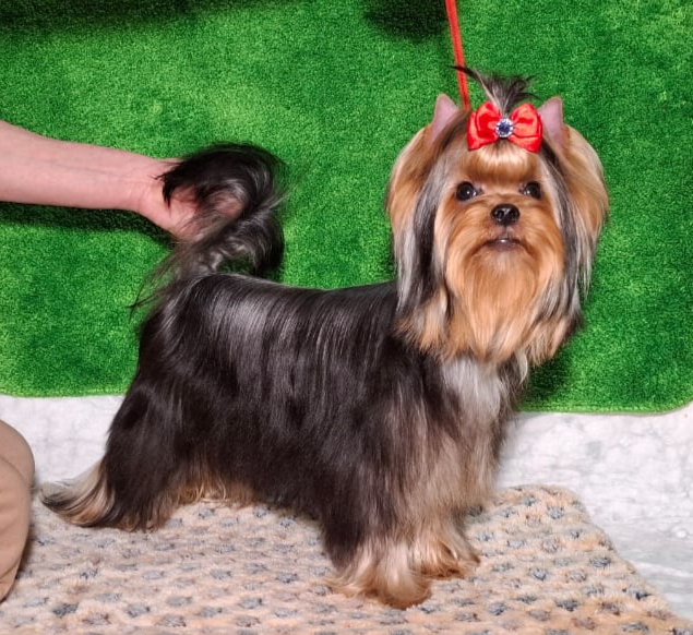 Zvezda Albiona ZVEZDA ALBIONA BETELGEUSE &mdash; Labaza DogPedigree YorkshireTerrier