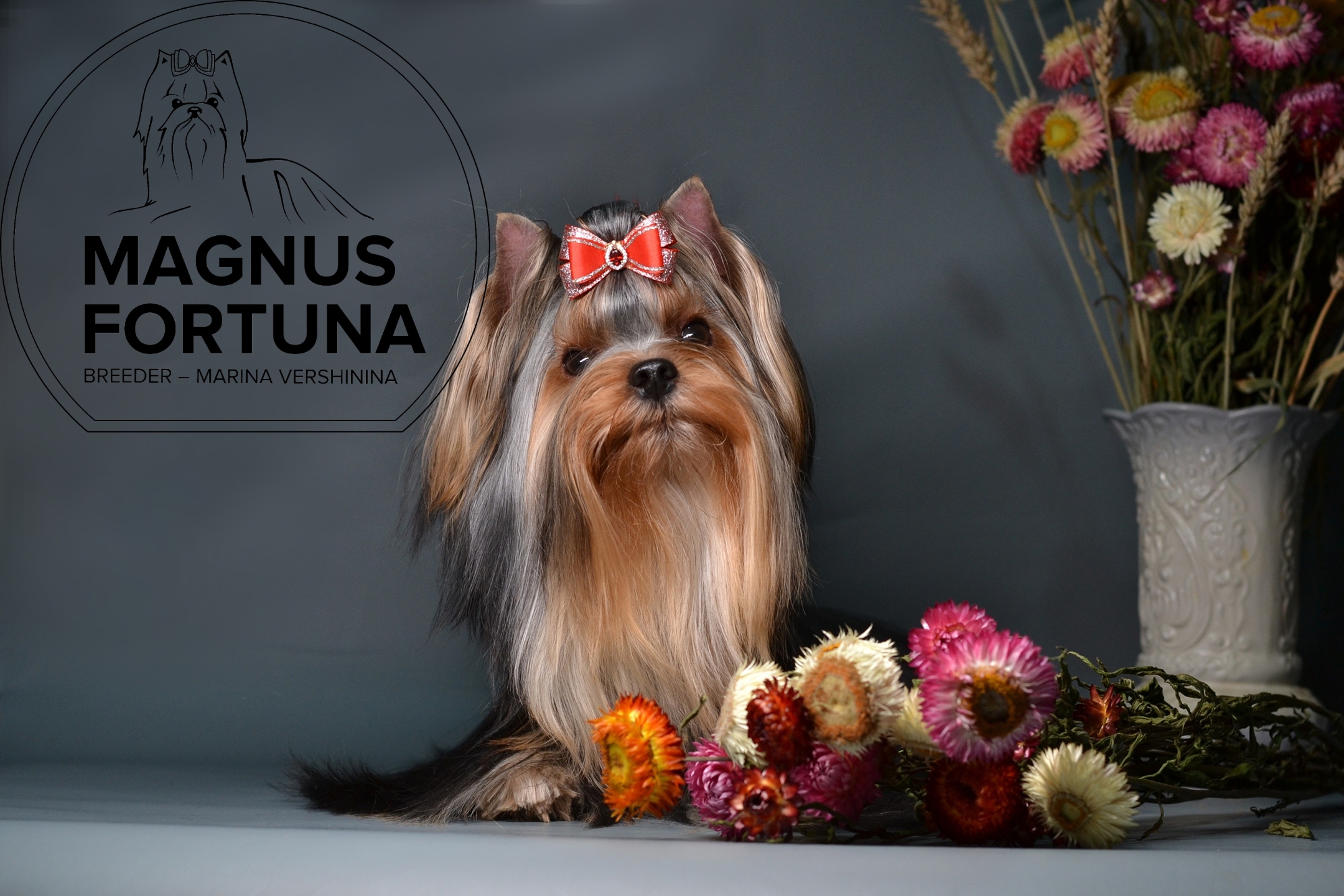 MAGNUS FORTUNA MAGNUS FORTUNA OCTAVIAN &mdash; Labaza DogPedigree YorkshireTerrier