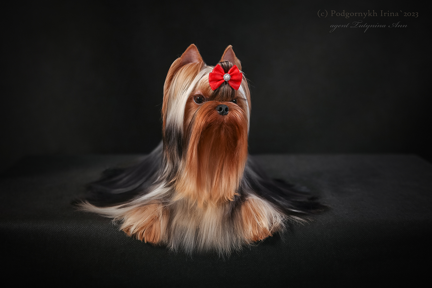 Laranta LARANTA BASTINDA &mdash; Labaza DogPedigree YorkshireTerrier