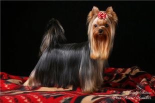  SHARMNATAN'S GOOD MIND'S &mdash; Labaza DogPedigree YorkshireTerrier