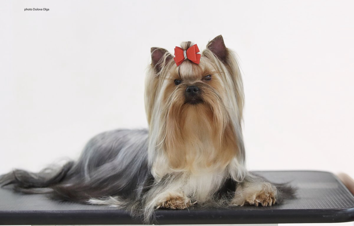  BRENDA NICOLE BOHEME CHIK &mdash; Labaza DogPedigree YorkshireTerrier